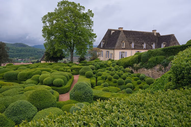Marqueyssac bahçelerinde budanmış şimşir çalıları ve şato