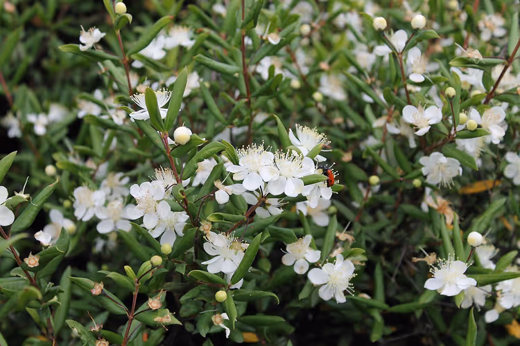 Blomstrende busk med hvite blomster på Cap de Creus