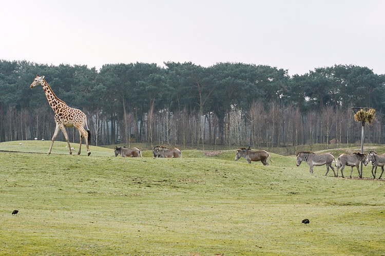 Kirahvi ja seeproja safaripuiston niityllä