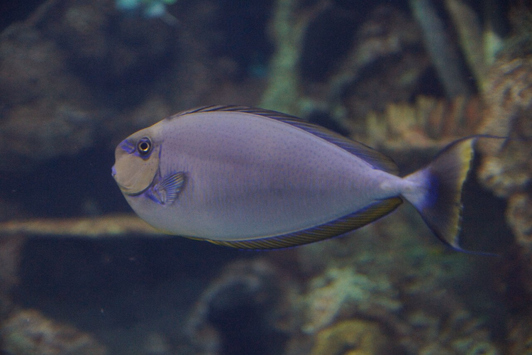 Doktersvissen in het Shark Reef Aquarium