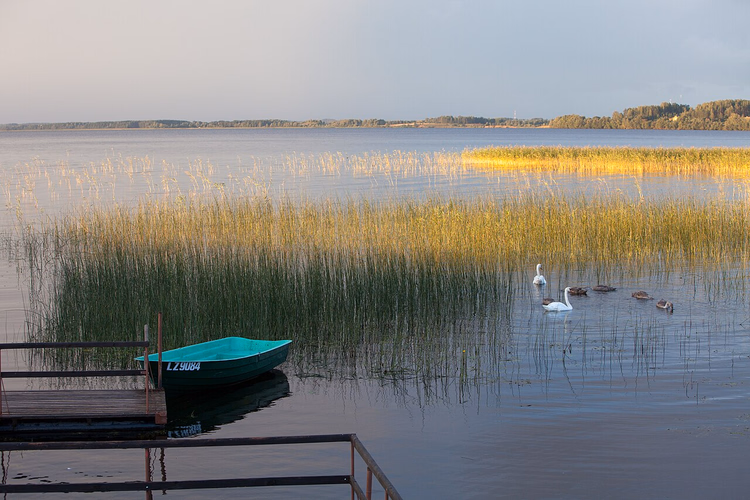 Boot und Schwäne im Schilf des Rāzna-Sees