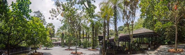 Tropische bomen en bladerdak in de Singapore Botanic Gardens