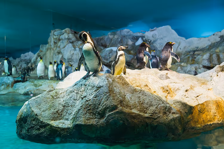 Yapay kayalar ve su bulunan bir barınakta penguenler