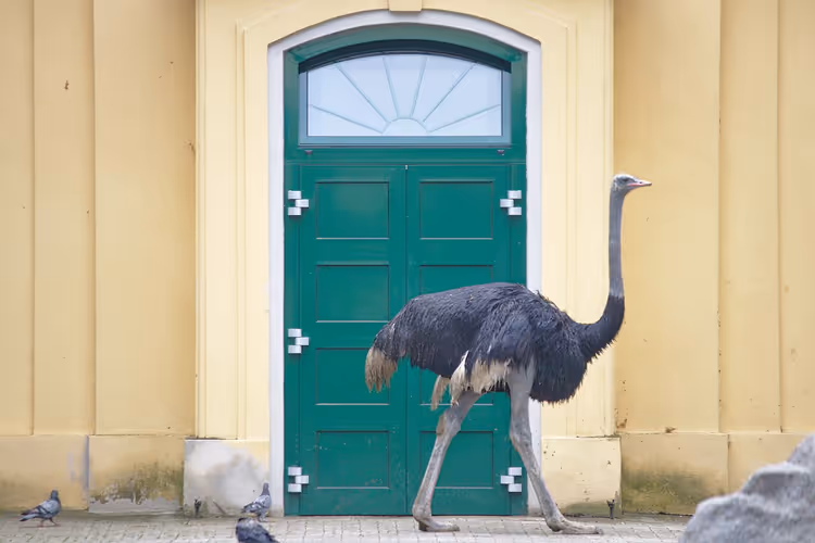 Struts ved den gule paviljongen i Schönbrunn dyrepark