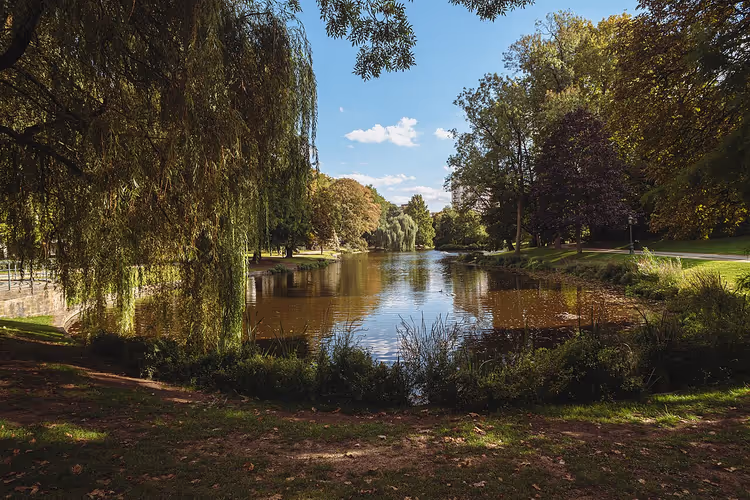 Vijver met treurwilgen in een zonnig park