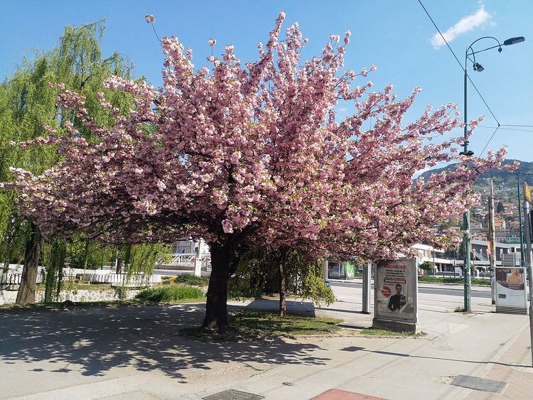 Kirschblüten auf einer Straße in Sarajevo im Frühling