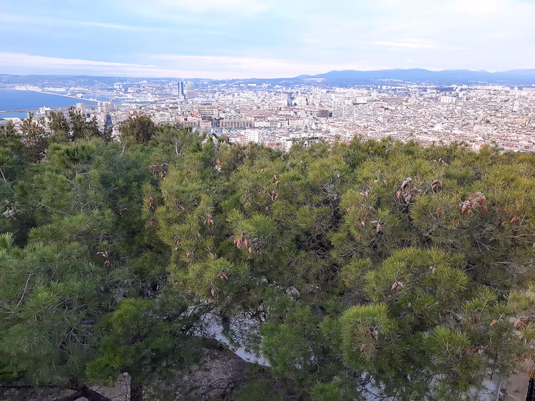 Panorama over Marseille fra en ås gjennom furugrener