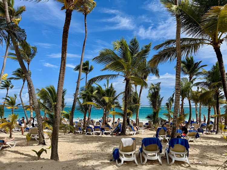 Bavaro Plajı'nda palmiyeler ve şezlonglar