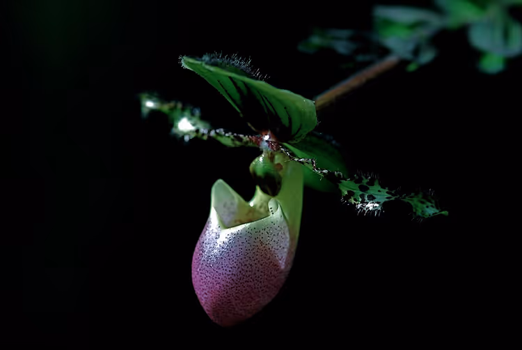 Paphiopedilum orchidee met gevlekte lip in een botanische tuin