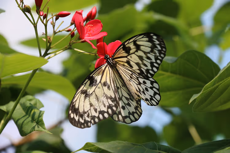 Vlinder met zwart-witte vleugels op een rode bloem