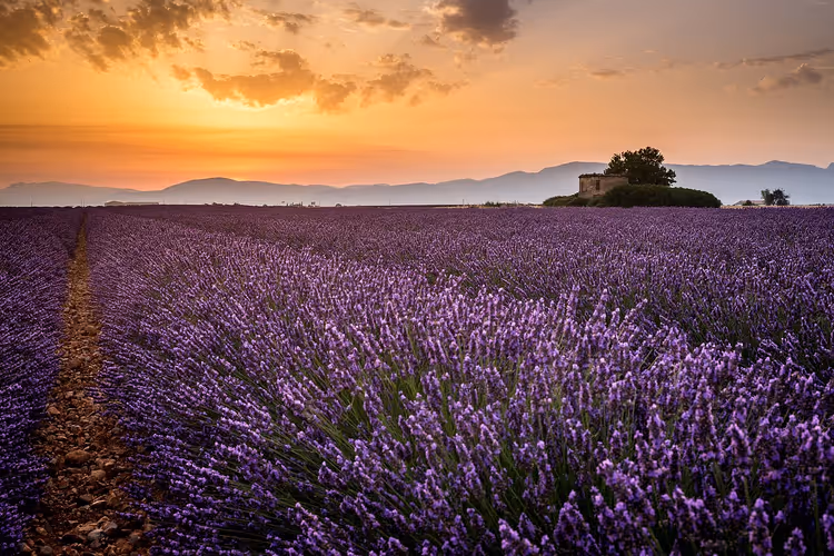 Lavendelfelder auf dem Valensole-Plateau in der Provence