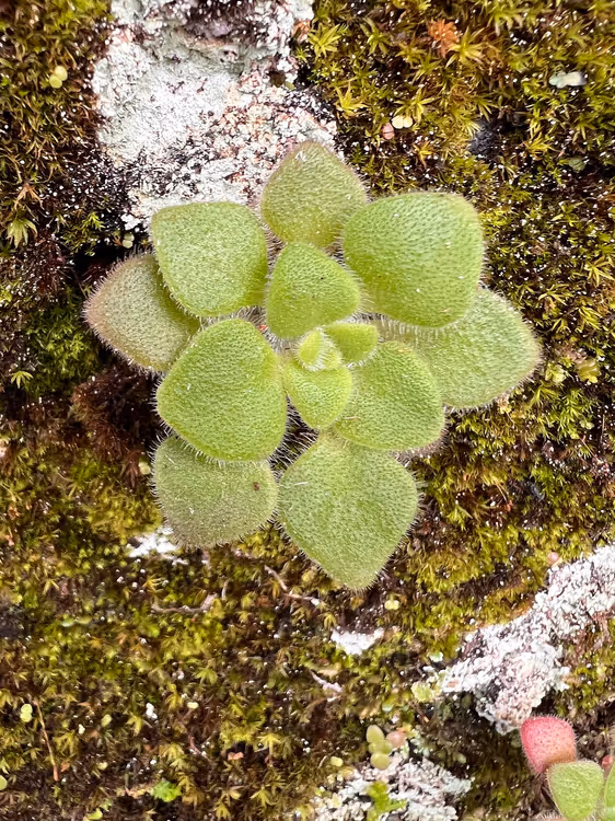 Sukkulente mit flauschigen Blättern auf einem bemoosten Felsen