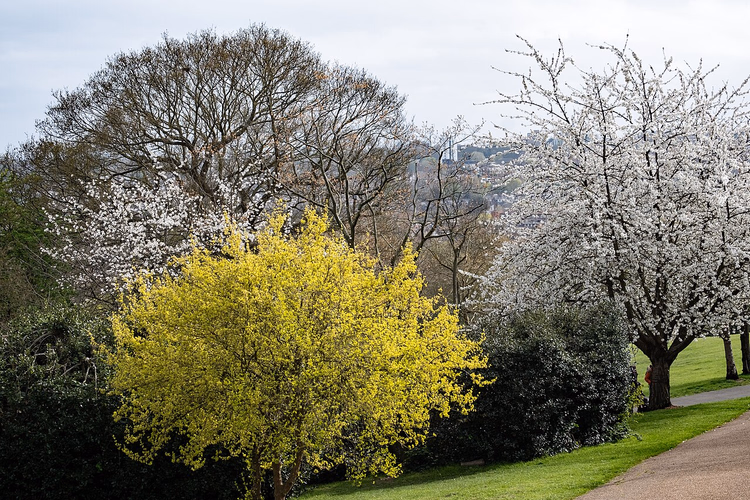 Trær i blomst i Alexandra Park om våren