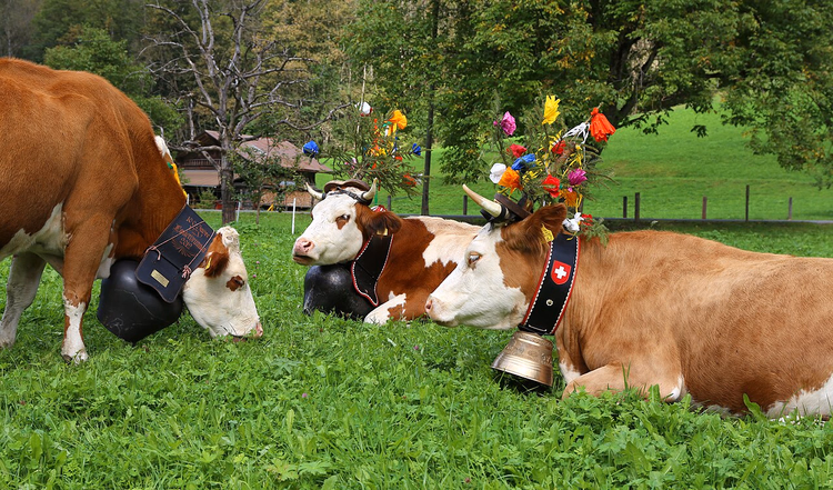 Vaches portant des couronnes de fleurs à la fête de l'Alpabzug