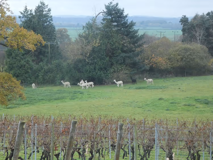 Alpakas auf einer Wiese neben dem Weingut Chapel Down