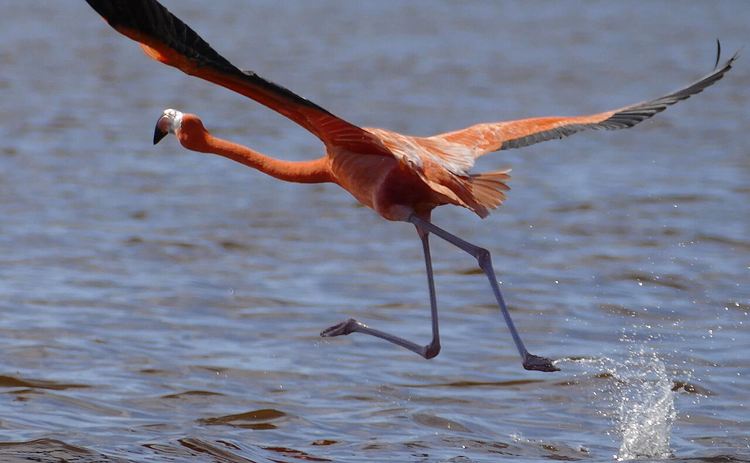 Celestun Lagünü üzerinde havalanan pembe flamingo