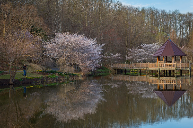 Kirschblüten und Pavillon am Meadowlark-Teich