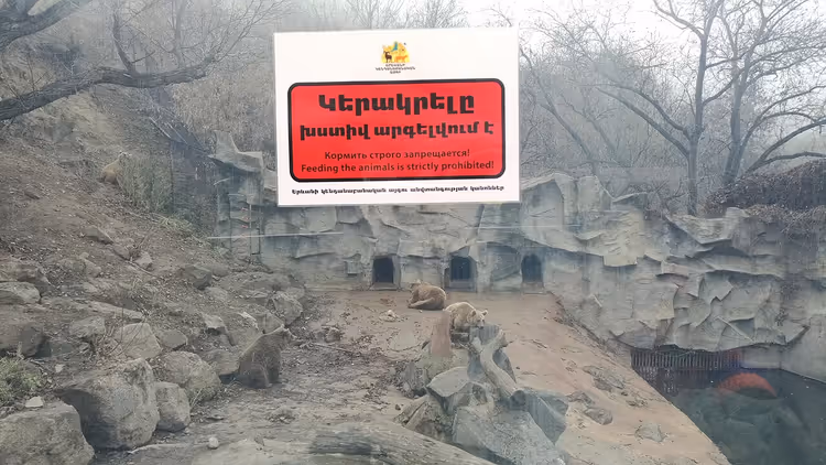 Бурые медведи в скалистом вольере Ереванского зоопарка