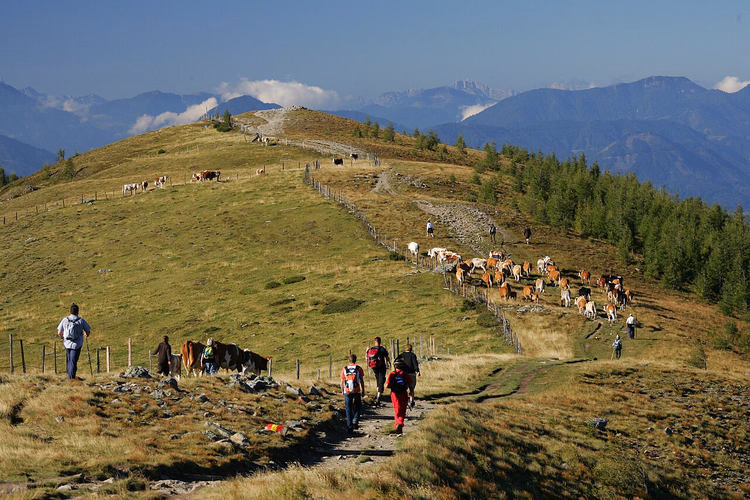 Transumanza lungo un sentiero di montagna