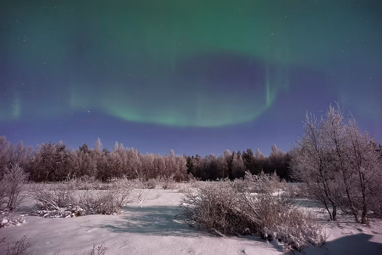 Зелёное северное сияние над заснеженным зимним лесом