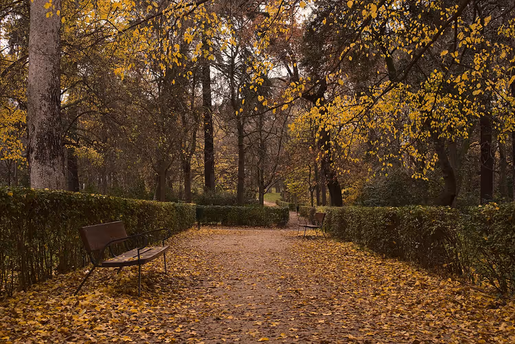 Parkallee im Herbst mit gelbem Laub und Bänken
