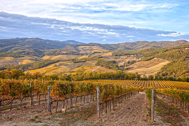 Goldene Herbstweinberge in den Chianti-Hügeln
