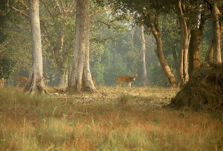 Safari im Kanha-Nationalpark