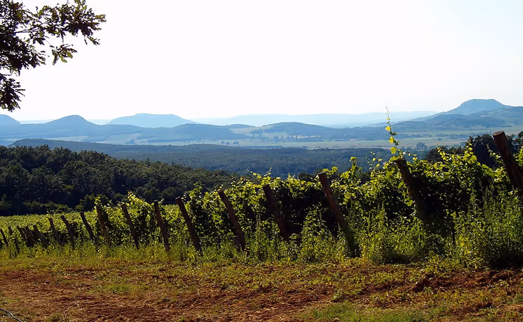 Weinberge oberhalb des Balatons in der Region Badacsony