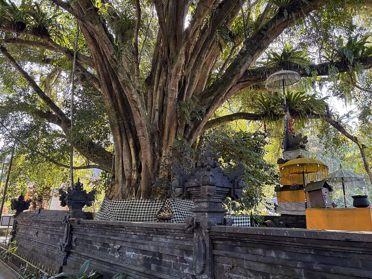 Gårdsplassen ved Tirta Empul-tempelet med banyantre og steinmur