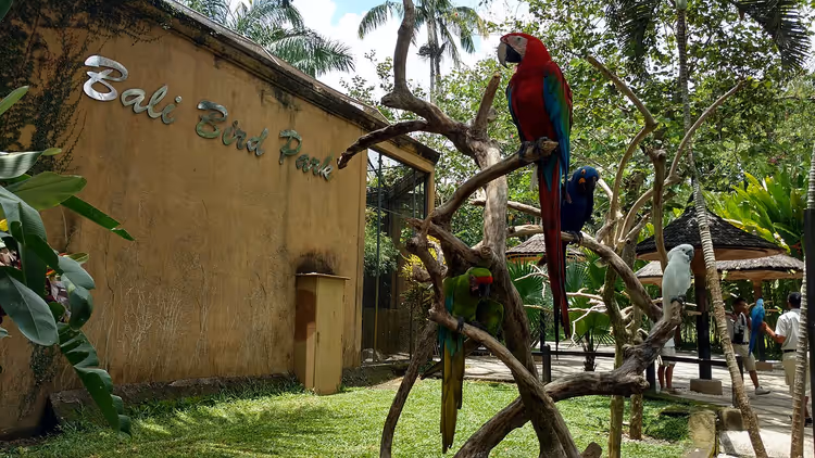 Papegøyer på en gren ved inngangen til Bali Bird Park