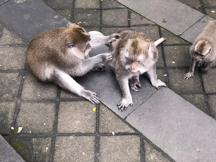 Makaakjes die elkaar verzorgen op een pad