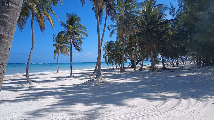 Strand med palmer i Cap Cana, Den dominikanske republikk