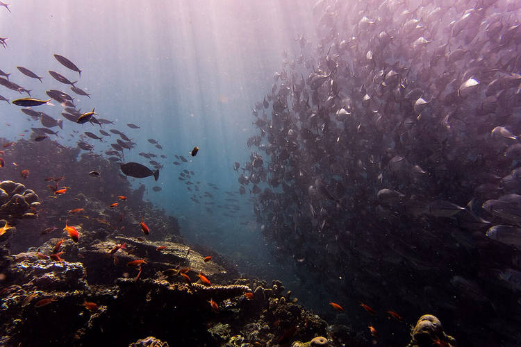 Stim av trevally over et korallrev ved Sipadan