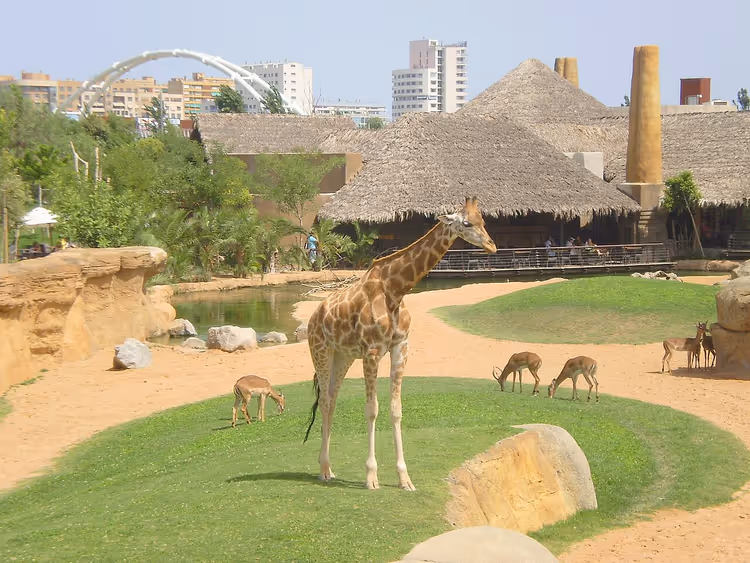 Girafa e antílopes num recinto do bioparque