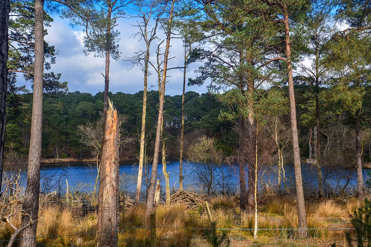 Kiefern und ein See im Wald auf Brownsea Island