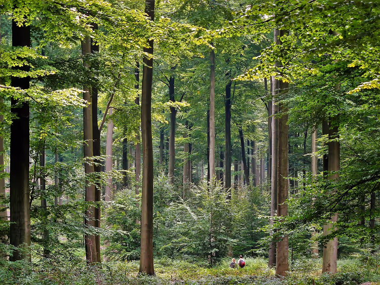 Bosweg tussen hoge bomen met wandelaars
