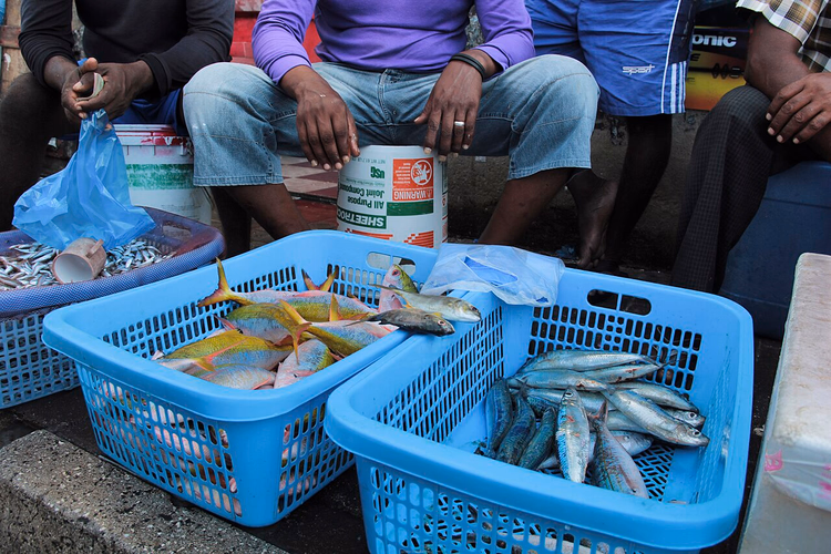 Frischer Fisch in Körben auf dem Markt von Malé