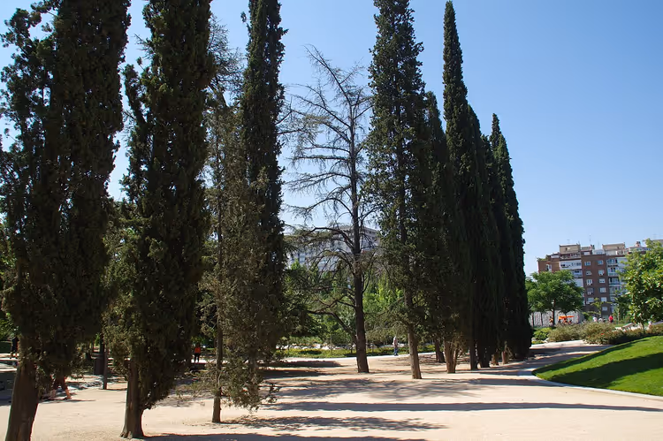 Madrid Rio Parkı'nda servi ağaçlarıyla çevrili yürüyüş yolu