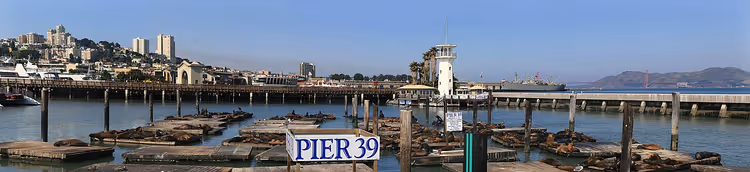 Sjøløver som ligger på flåter ved Pier 39