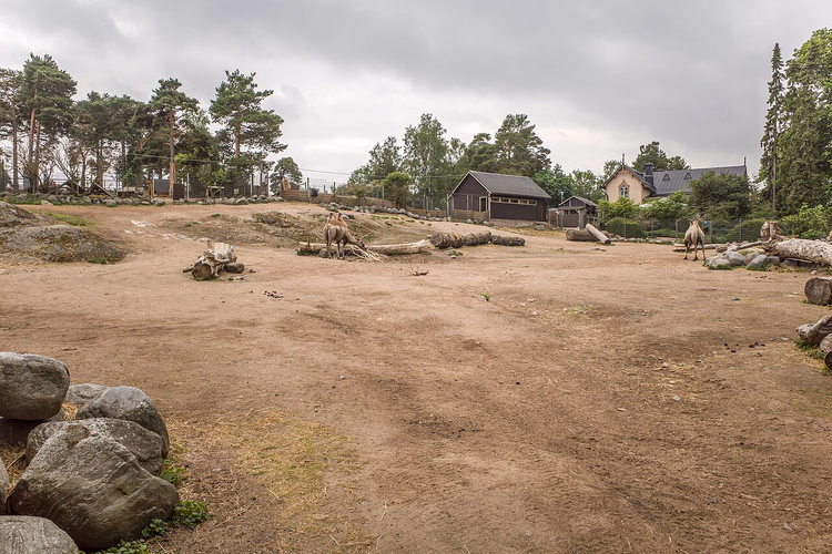 Kamelar i en romslig innhegning i Korkeasaari dyrepark