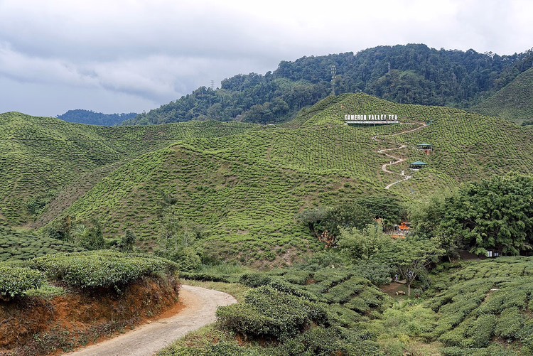 Plantations de thé des Cameron Highlands sur les pentes montagneuses