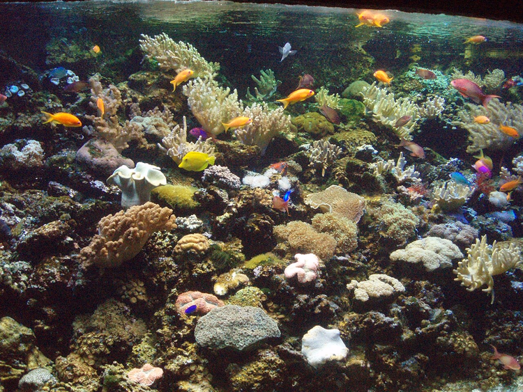 Rifaquarium met koralen en kleurrijke vissen