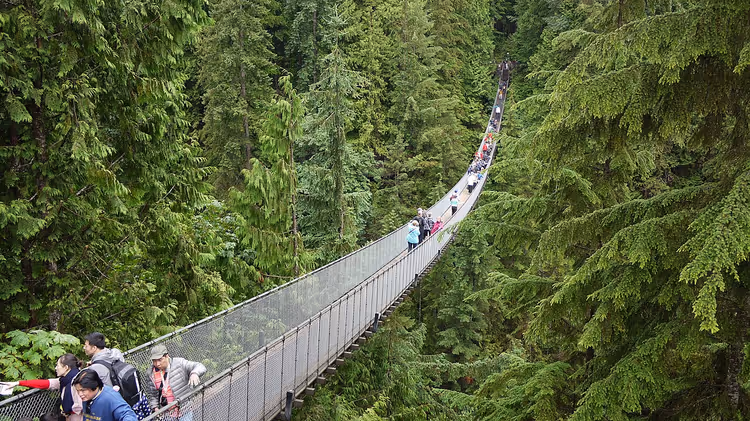 Hengebro med turister i en tett barskog