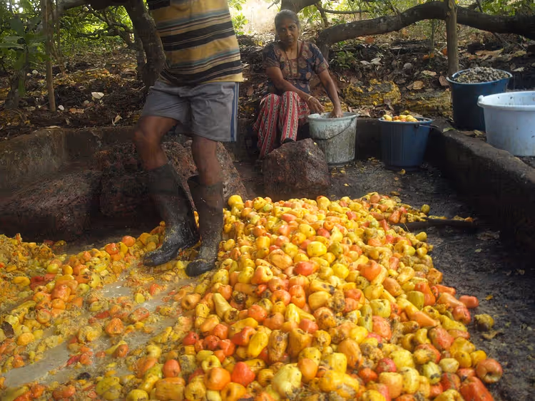 Cashewappels persen voor feni in Goa