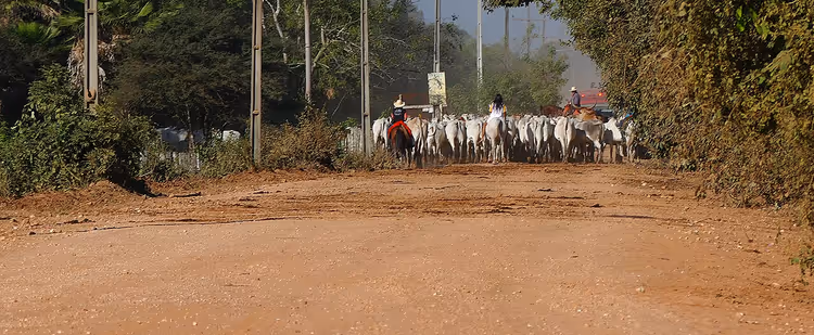 Manada de gado e cavaleiros na estrada Transpantaneira