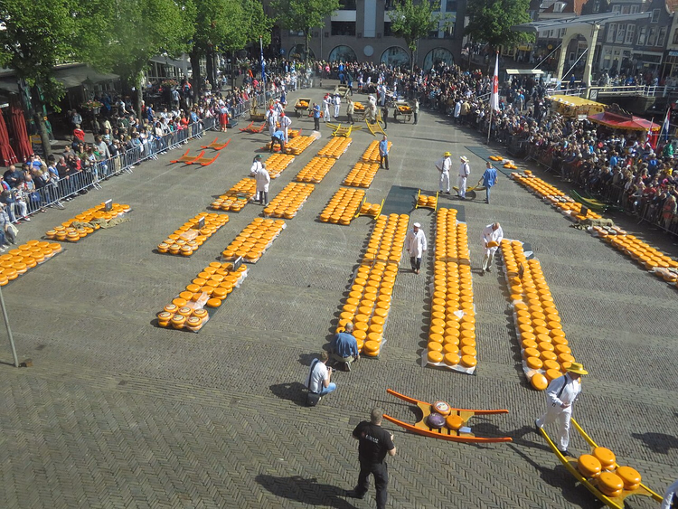 Reihen von Käselaiben auf dem Marktplatz in Alkmaar