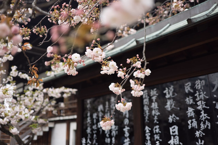 Kirschblüten an einem Tempel in Osaka