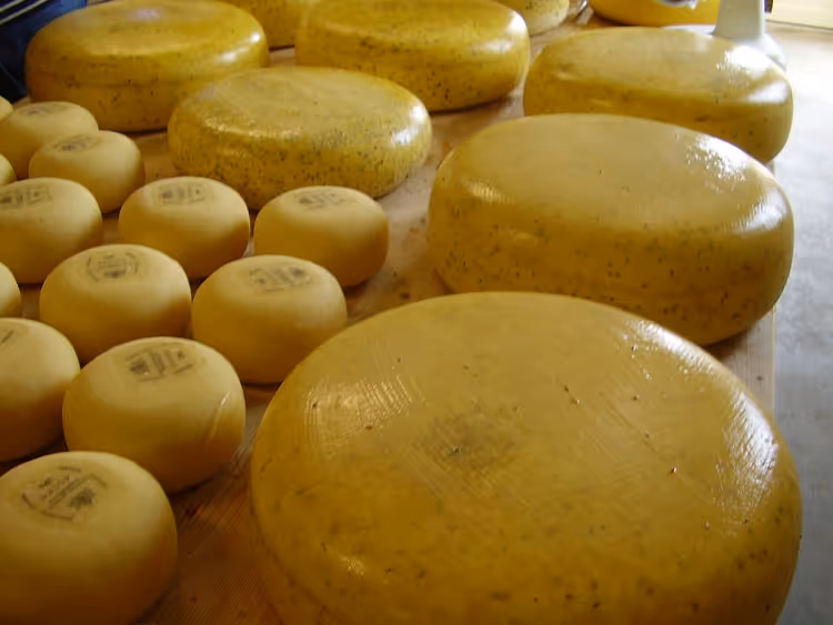 Gouda-Käselaibe, die auf Holzregalen reifen