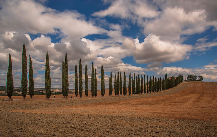 Val d'Orcia'da bir tepede sıralı servi ağaçları