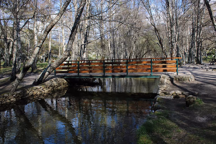 Houten brug over een beek in het bos
